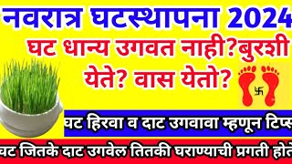 घटस्थापना2024 घट उगवत नाही वास येतो बुरशी येते घट पिवळा पडतो सर्व वर टिप्स याच टिप्स ने घट उगवेल [upl. by Veronica]