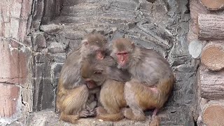 仲良く寄り添う アカゲザル（赤毛猿、Rhesus macaque） [upl. by Judson]