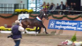 wwwreitschulesandbrinkde Premium Stallion Uccello  Contendro I Dressage [upl. by Ybbob]