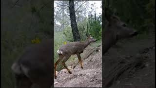 Distintas cámara trampa alrededor del mundo naturaleza trailcam nature wildlife [upl. by Siramaj]