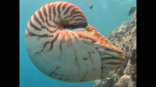 The Chambered Nautilus [upl. by Lerat]