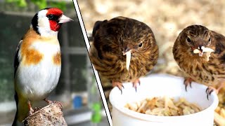 The Finch Breeding Season at OC Aviary [upl. by Hgierb]