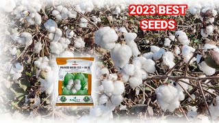 BT COTTON SEEDS 2023 TOP TEN VARIETY BEST RESULT BEST YEILD MADHYA PRADESH MAHARASHTRA KARNATAKA BT [upl. by Redienhcs]