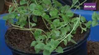 How To Plant Oregano [upl. by Dranoel]