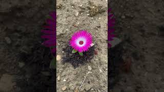 The most beautiful and easy to grow flower  Mesembryanthemum aka Ice plant  ukgardenupdate [upl. by Pulchi]