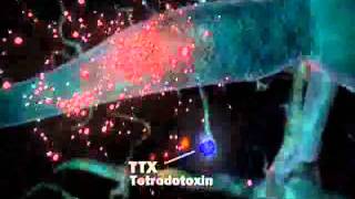 TETRODOTOXIN METHOD OF ACTION [upl. by Dardani930]