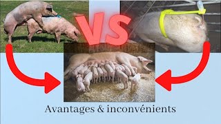 Elevage de Porc Croissement de porc et insémination artificielle Avantages et inconvénients [upl. by Anela]