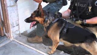 LASD K9 Tactical Canine Course [upl. by Anaizit187]