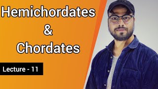 Hemichordates and Chordates [upl. by Arised]