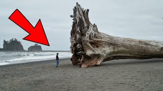 Une femme découvre un énorme arbre échoué sur la plage puis elle voit un message gravé sur le tronc [upl. by Assyl718]