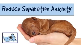 Music to Reduce Separation Anxiety in Dogs Relaxing Sounds Stressed Dog Sounds for Puppies [upl. by Anirhtak]