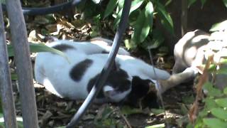 Cat mating season How cats make love 2014 feb 19th wed 1 40pm M2U00583 [upl. by Joell681]