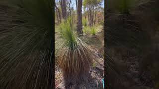 Grass trees Xanthorrhoea uniquely Australian ❤️ [upl. by Vasili]