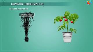 Gene mapping part 4 Somatic cell hybridization or somatic fusion [upl. by Balbinder]