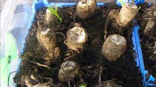 How To Grow Dahlias Lifting And Keeping Tubers 201112 [upl. by Aneeled]