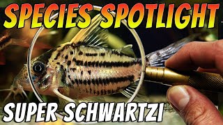 Discover the Enigmatic Super Schwartzi Corydoras CW028 [upl. by Adolfo]