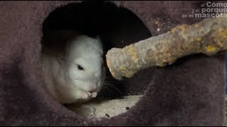 CHINCHILLAS  La preparación de la jaula de la chinchilla ¿Cómo debe ser la jaula [upl. by Bathilda32]