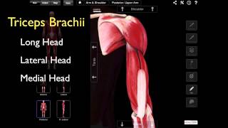 The Posterior Compartment Of The Arm [upl. by Allie]