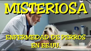 LOS DESVELADOS  MISTERIOSA ENFERMEDAD DE PERROS EN EEUU [upl. by Inuat]