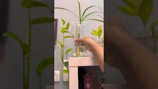 How to propagate Dracaena Marginata water propagation of dracaena marginatapropagation dracaena [upl. by Prochora709]