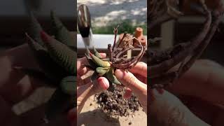 Haworthia Leaf propagation [upl. by Evelina]