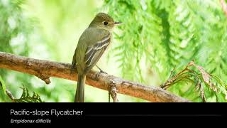 Pacificslope Flycatcher [upl. by Naimerej]