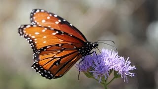 Rainbow Loom Charms Butterfly Tutorial [upl. by Eirb899]