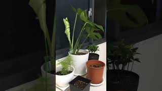 龜背芋長葉｜Monstera deliciosa｜Timelapse photography [upl. by Mcnutt]