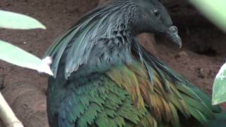 Nicobar pigeon  Caloenas nicobarica [upl. by Almena]