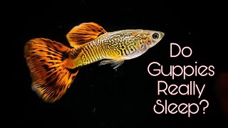 Do Guppies Really Sleep🤔How many Hours Guppy sleep🤔Find your Answer here [upl. by Malek]