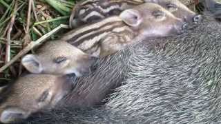 One day old baby boar piglets we are are lovely when we want to sleep [upl. by Llewoh36]