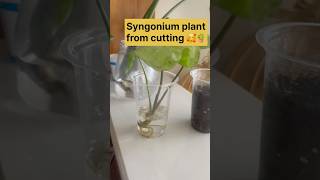 Syngonium plant from cuttingIndoor plantAir purifier plant shorts gardening [upl. by Sandi]