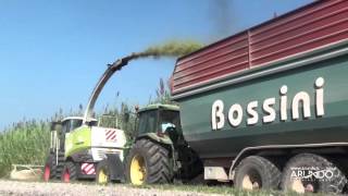 Arundo donax Harvesting and Silage for Biogas production  2015 [upl. by Lerrej]