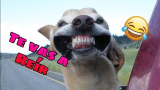 🤣 Videos Graciosos para Días Aburridos 🤩 Gatos y Perros Divertidos [upl. by Etnuahs207]