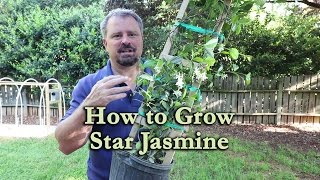 How to grow Star Jasmine Confederate Jasmine with a detailed description [upl. by Xxam]