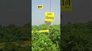 cotton 2024youtubeshorts royalशेतकरी hybrid cottonsarees youtube facts election [upl. by Salisbury]