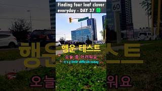 행운의 네잎클로버 매일 찾기 37일차 🍀🙏  Finding four leaf clover everyday DAY 37 행운 클로버 쇼츠 [upl. by Ettelorahc]