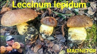 Leccinum lepidum by MACINETOR HD [upl. by Jehial]