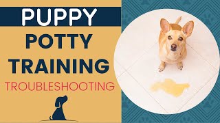 New Puppy Potty Training  Troubleshooting Housebreaking Dilemmas [upl. by Caton61]