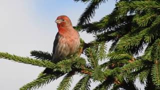 House finch singing [upl. by Ruder]