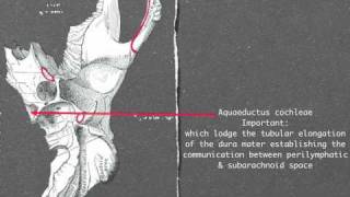 Petrous part of temporal bone [upl. by Nylicaj]