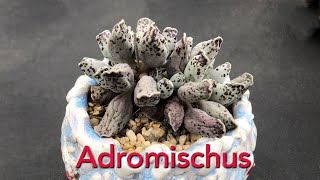 Adromishcus Collection New and Rare Succulents [upl. by Lewap]