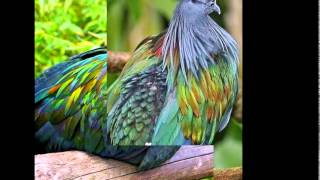 Nicobar Pigeon [upl. by Etolas]