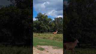 Richmond Park London [upl. by Gonroff657]