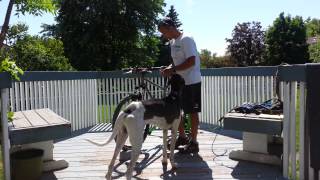 How to get started in bikejoring and urban mushing [upl. by Vinny]