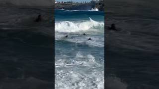 3 DUDES USE MASSIVE RIP TO BODYSURF HUGE BONDI shorts [upl. by Audri]