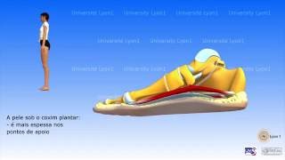 Morfologia do pé [upl. by Moynahan]