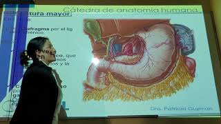 estomago parte 2  Intestino delgado  anatomia ll [upl. by Aicilak]