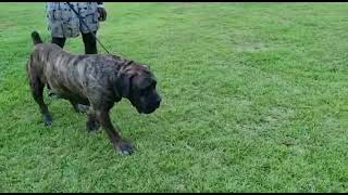 75 year old Brindle Boerboel Middelpos Mal Jan [upl. by Klusek]