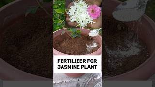 😊பூக்காத மல்லிகை பூ செடி அதிக பூக்கள் பூக்க உரம் homemadeorganicfertilizer jasmineplant garden [upl. by Philoo]